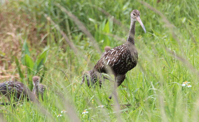 Limpkin