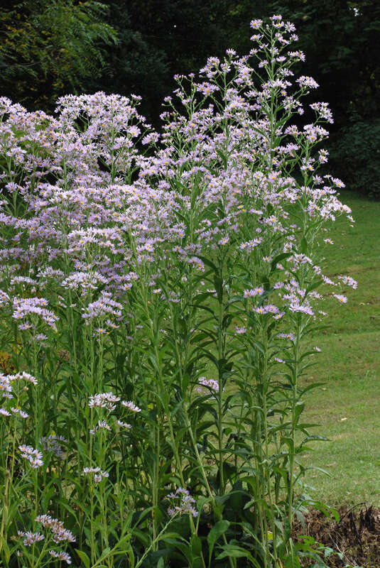 Aster tataricus