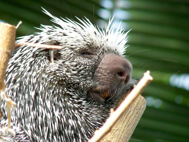 Sleepy, tree climbing porcupine at the Amazonia exhibit at the Mesker Zoo, Evansville.