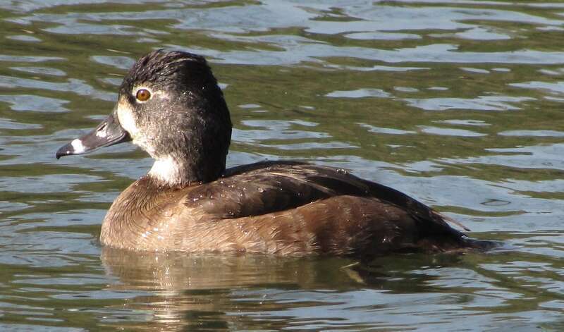 Ring-necked duck female (Aythya collaris)
Location: Ralph B. Clark Regional Park, Buena Park, CA, USA