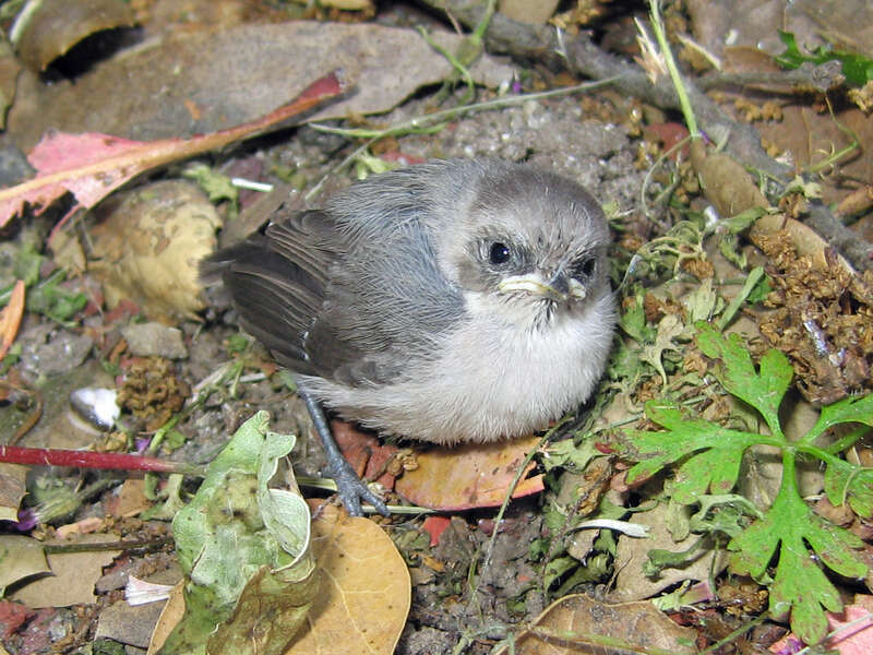 Baby Blue-gray Gnatcatcher