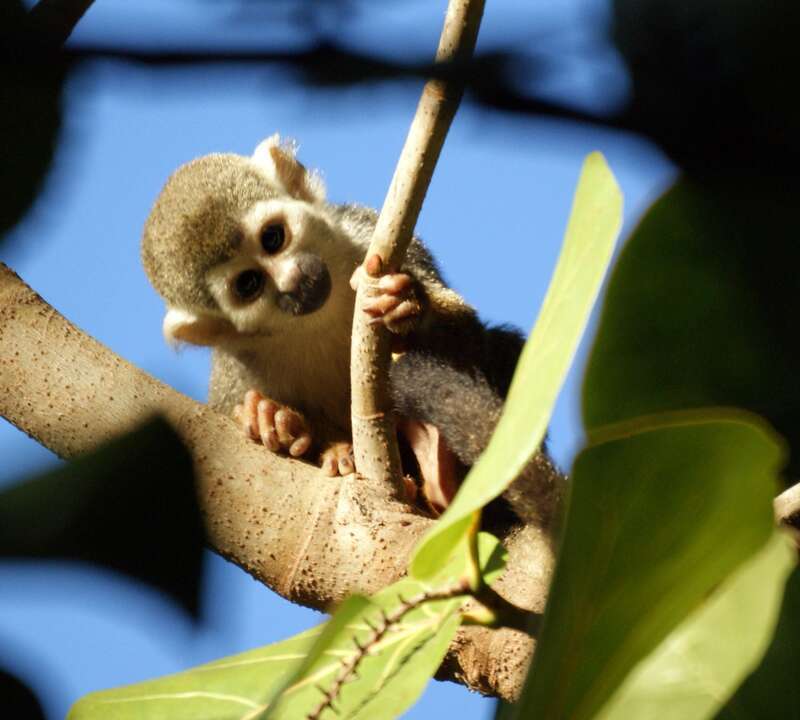 Squirrel monkeys roam freely on the 35 acre grounds of the Bonnet House Museum &amp;amp; Gardens in Fort Lauderdale, Florida.