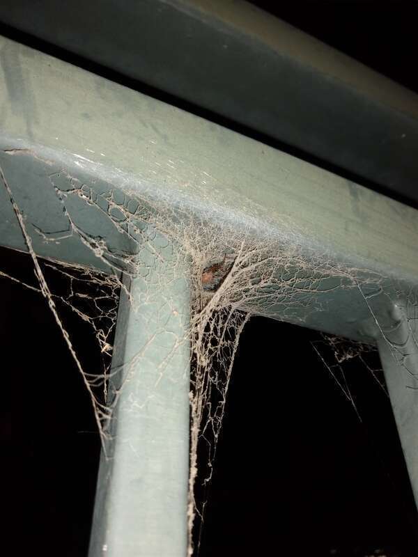 Female Badumna longinqua in its web on a fence.