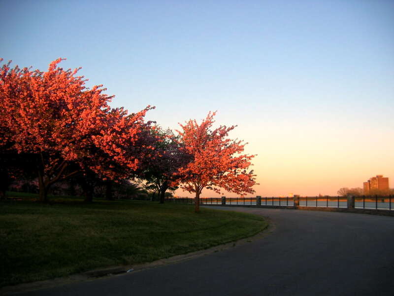 Sunset with trees in a park in Baltimore, MarylandBaltimore Spring