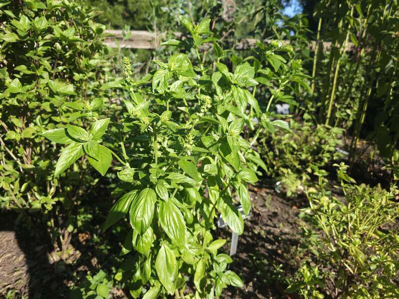 Basil plant in the herb harden at Meadowbrook Park in Urbana, Illinois