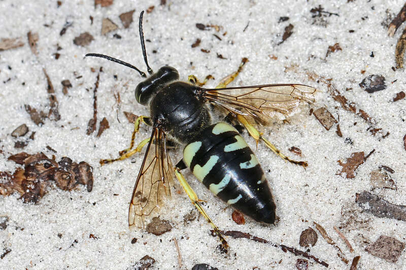 Bembix belfragei in the United States