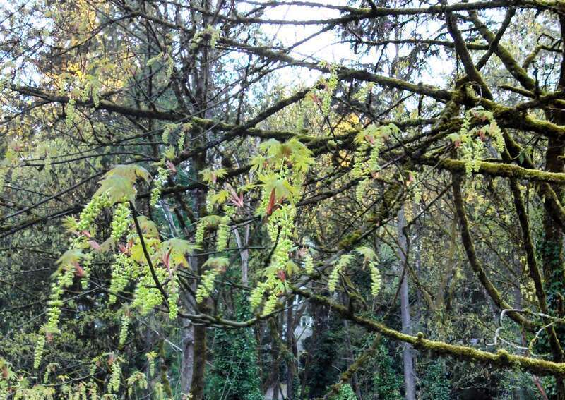 Acer macrophyllum (bigleaf maple emerging
On a walk in my town, Lake Forest Park, Washington.

IMG_20140412_182744_762