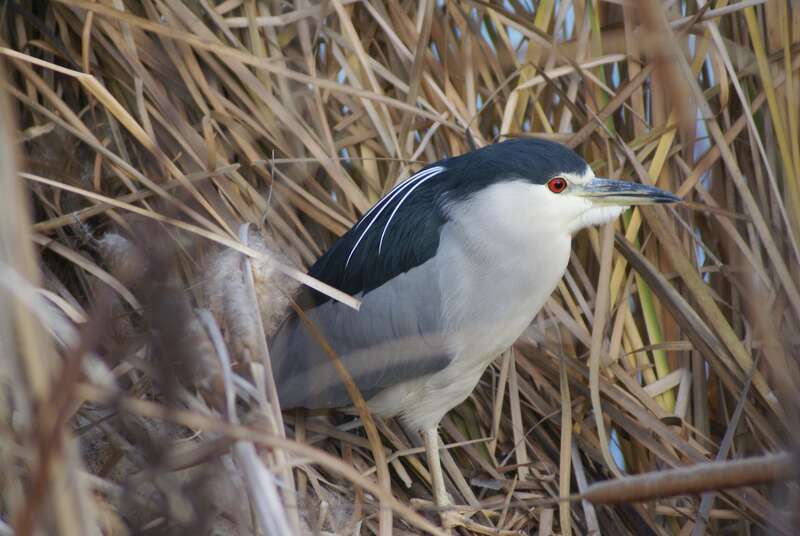 Nycticorax nycticorax hoactli (new world) Black crowned night heron resting, showing head plumes
