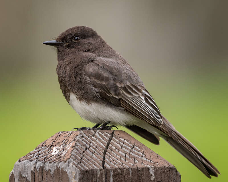 Garin Regional Park, Hayward, California