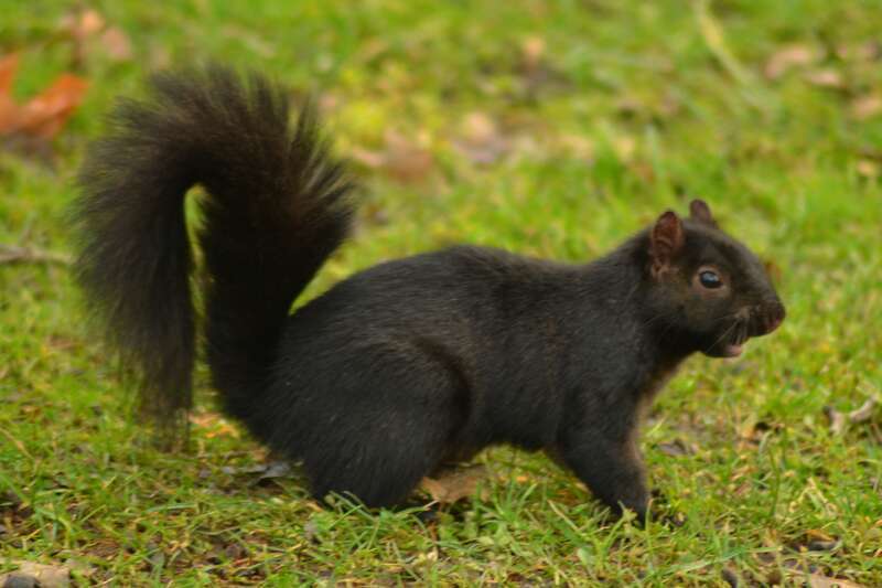 Black Squirrel