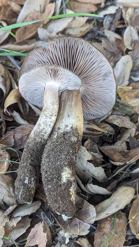 Photo of Bleachy Entoloma uploaded from iNaturalist.
