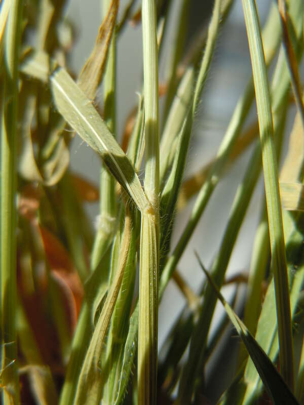The hairy nodes and ciliate hairy leaf blades are distinctive of this species. [Photo of M. Schmidt collections.]