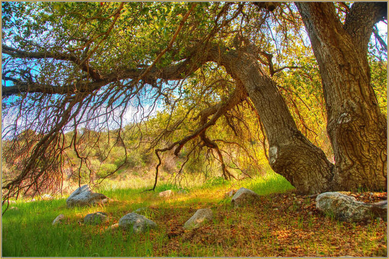 500px provided description: An old tree welcoming the spring.... [#yellow ,#spring ,#tree ,#rocks ,#beautiful ,#branches ,#grass ,#colors ,#green ,#warm ,#sunny ,#clear ,#enchanting ,#HDR]