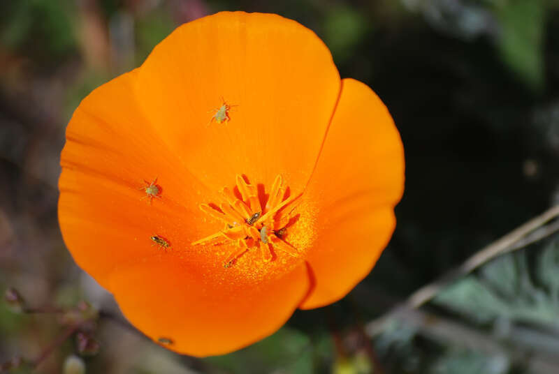 Bugs on California poppy