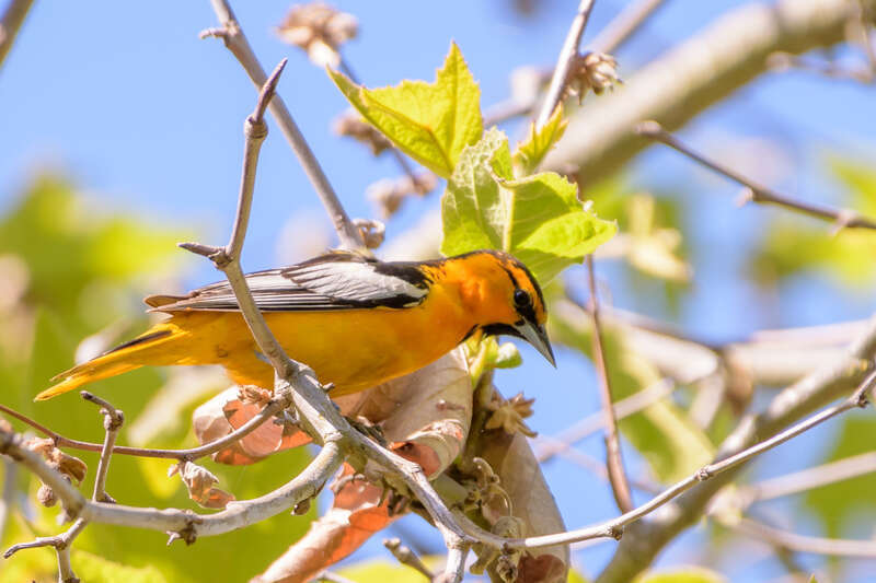 Garin Regional Park, Hayward, California