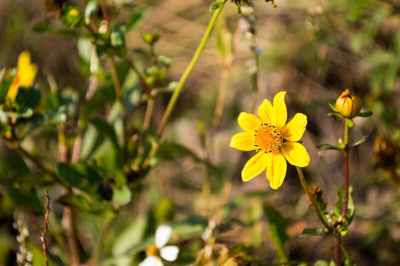 500px provided description: Florida wildflower found in wetland areas and along reiver edges throughout Florida. Bright yellow blooms [#yellow ,#flowers ,#spring ,#flower ,#foliage ,#leaf ,#garden ,#flora ,#botanical ,#springtime ,#blooming ,#shrub
