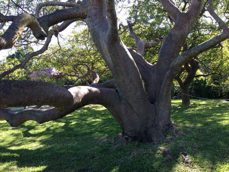 A large, old Bursera simaruba (gumbo limbo tree) in De Soto National Memorial.