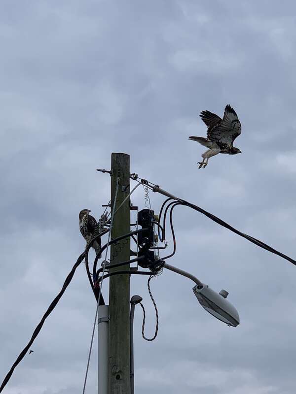 Florida Red-tailed Hawk (Buteo jamaicensis umbrinus)