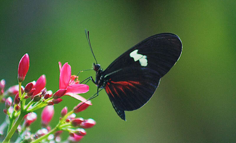 500px provided description: Taken at the Butterfly Pavilion in Westminster, Colorado [#Butterfly]