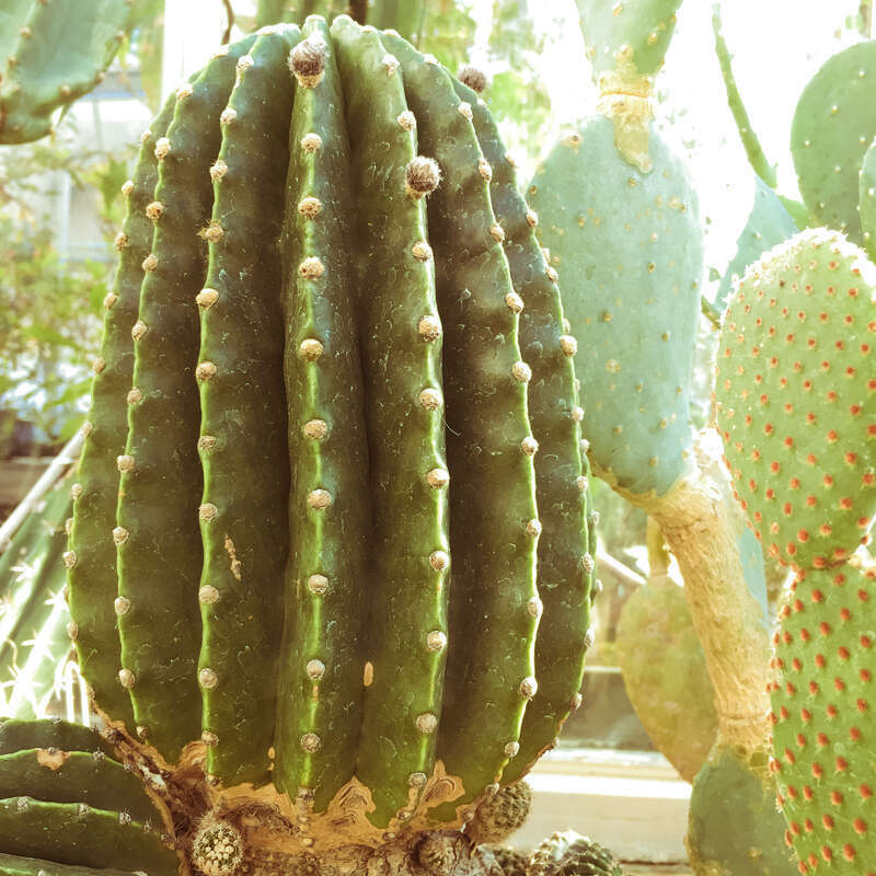 Cactii, UMD Greenhouse 3/14/18