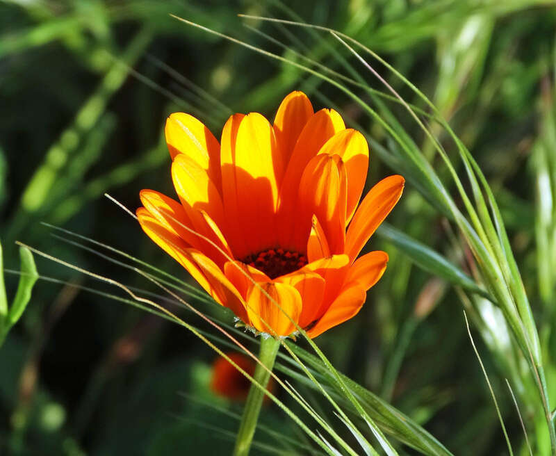 (1 in a multiple picture album)

We're getting a little more rain this year and the wildflowers are starting to pop out of the ground. I caught this beauty as she was just opening her petals to the morning sun.  It was if a sleepy-eyed princess had