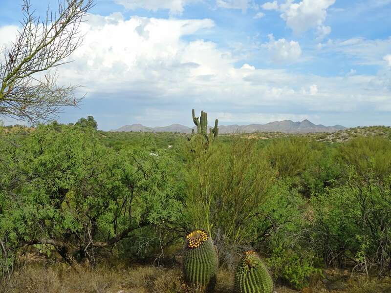 Catalina Arizona State Park