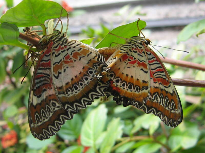 Butterlfy of species Cethosia hypsea. Picture taken at Butterfly World.