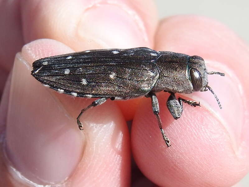 Chrysobothris basalis
South Side, Corpus Christi, TX, USA