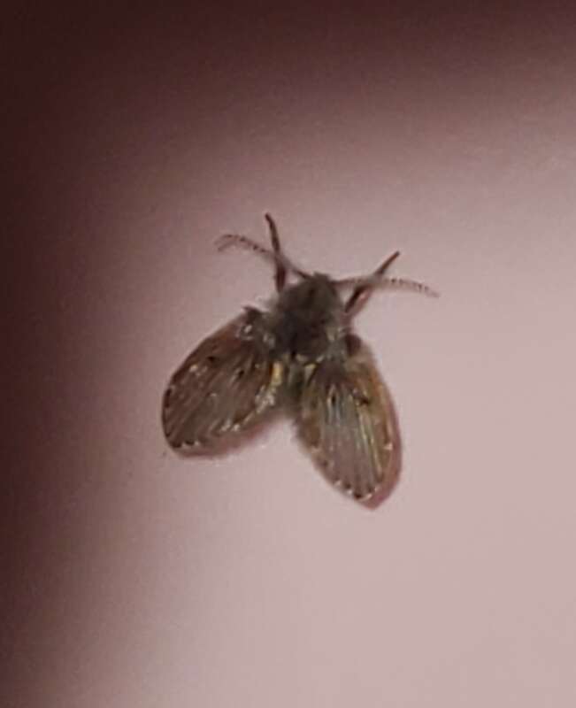 Bathroom Moth Fly (Clogmia albipunctata)