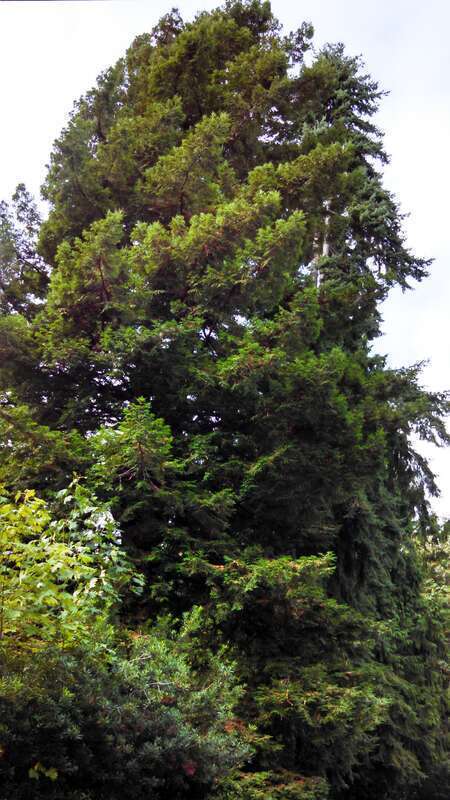 Sequoia sempervirens Coast redwood growing in Lake Forest Park, Washington. I noticed this tree on one of my frequent walking routes, I must have walked past it hundreds of times without paying attention.
This tree is well outside it's natural range