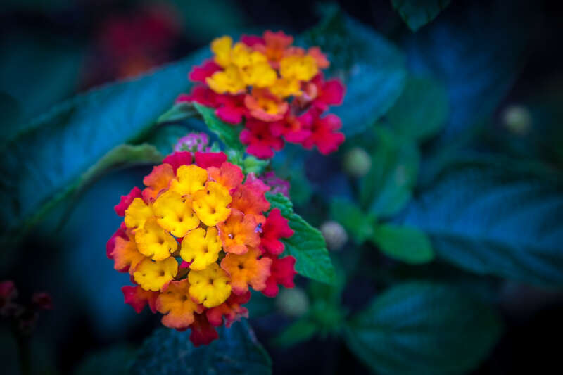 A cloudy day at the local botanical gardens really let these flowers pop against their dark leaves.  I don't know what they are  called.