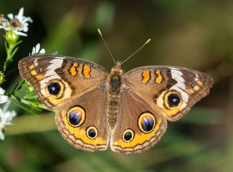 Common buckeye in Eagle Creek Park