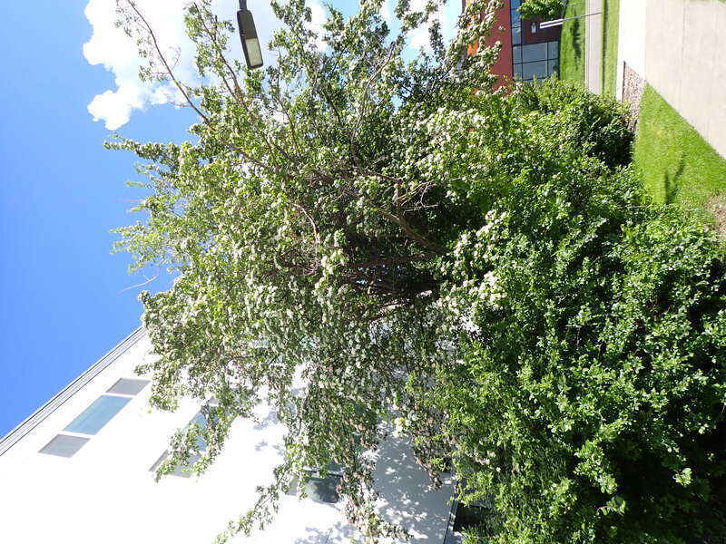 Crataegus × mordenensis is a hybrid that arose between two species in the genus Crataegus, Crataegus laevigata and Crataegus succulenta. From Wikipedia, en.wikipedia.org/wiki/Crataegus_%C3%97_mordenensis. This site is on the campus of Montana State
