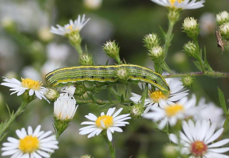 Asteroid Moth (Cucullia asteroides)