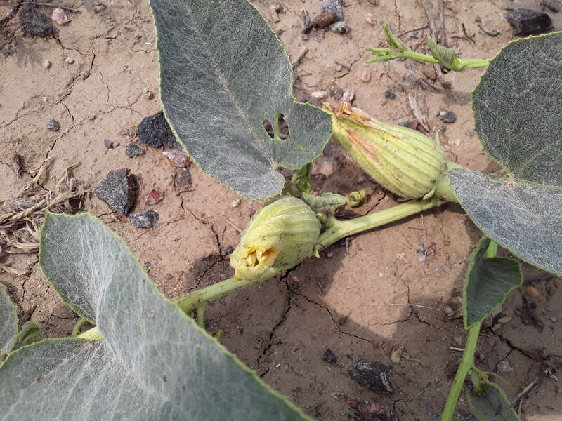 Cucurbita foetidissima (Buffalo Gourd)
Found growing in the United States near 170 S Chambers Rd, Aurora, CO 80017
Photographed in July of 2021
Longitude..... -104.809850

Latitude .... 39.713410