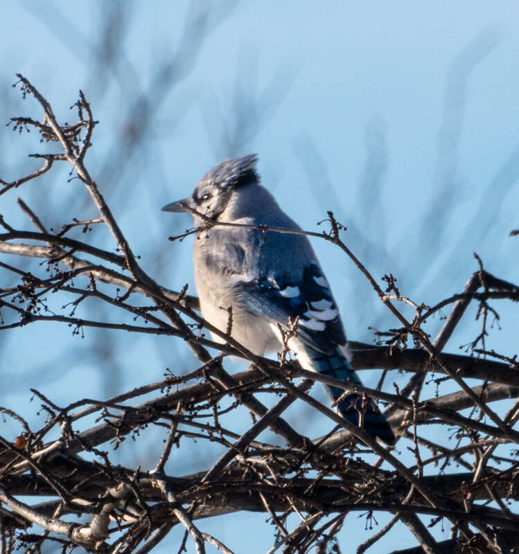 Blue Jay Cyanocitta cristata cyanotephra, Washington Park, Denver, Colorado, USA.