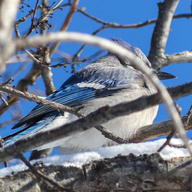 Blue Jay Cyanocitta cristata cyanotephra, Washington Park, Denver, Colorado, USA.