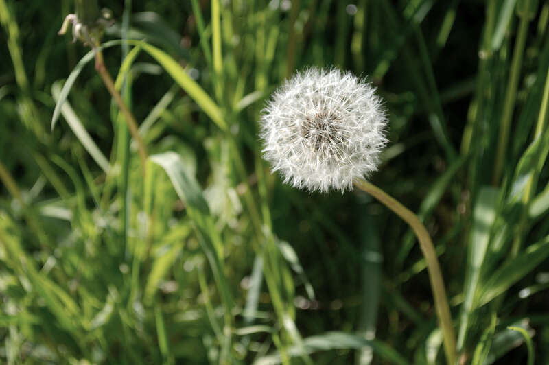 Closeup of Common Dandelion (Taraxacum officinale) parachute ball in Marymoor Park, Redmond, Washington.