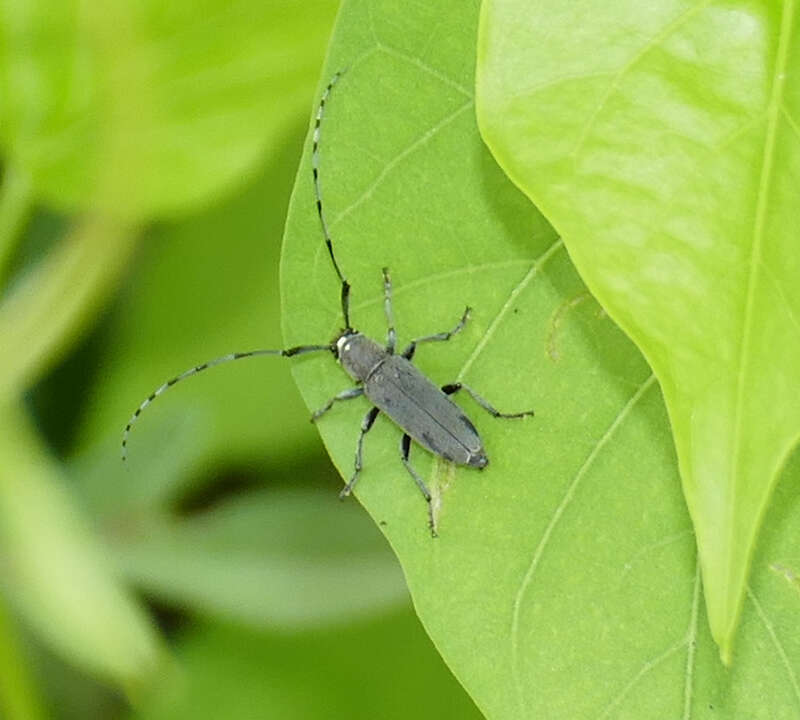 Dectes texanus in the United States