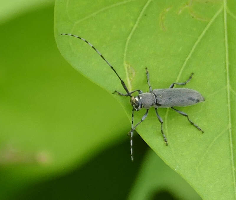 Dectes texanus in the United States