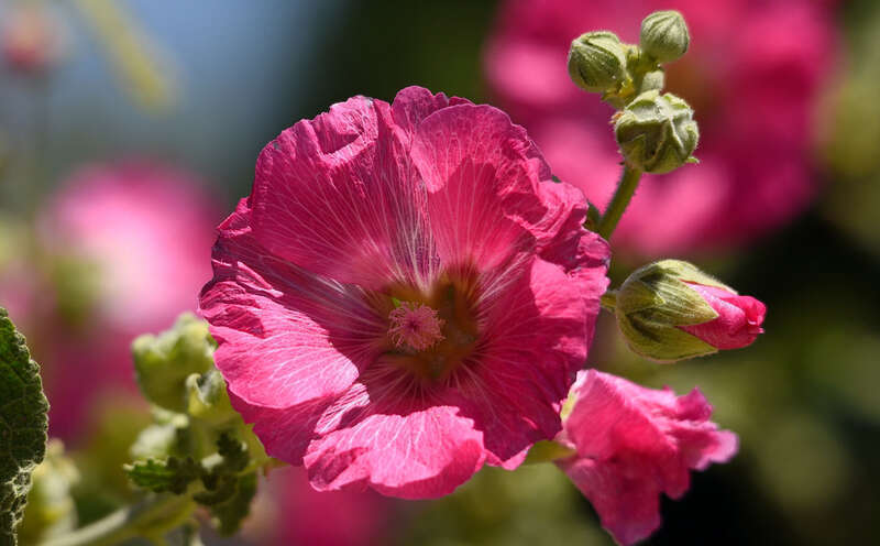 500px provided description: A really pink Hollyhock.

LA Arboretum. [#flowers ,#summer ,#bokeh ,#hollyhock ,#rich pink color]