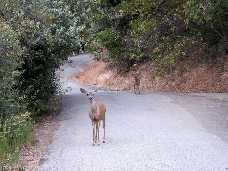 Laurelwood Park, San Mateo