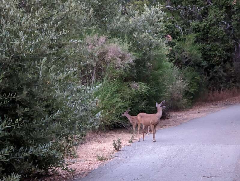 Laurelwood Park, San Mateo