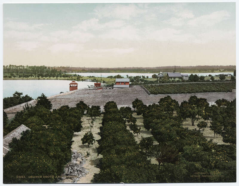 A photochrom postcard published by the Detroit Photographic Company. Orange grove and pineries, Orlando, Florida, United States. A black-and-white negative of this photograph exists at the Library of Congress, record LC-D4-17640. According to