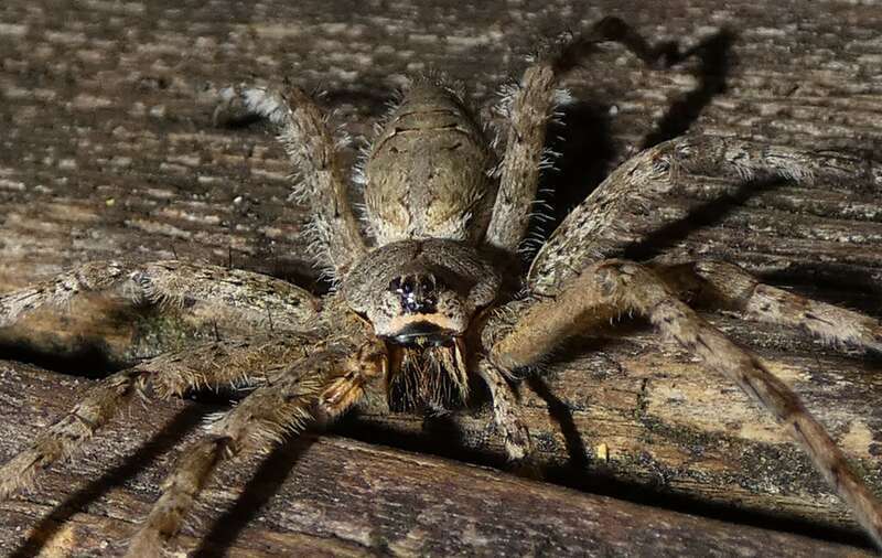 White-banded Fishing Spider (Dolomedes albineus)