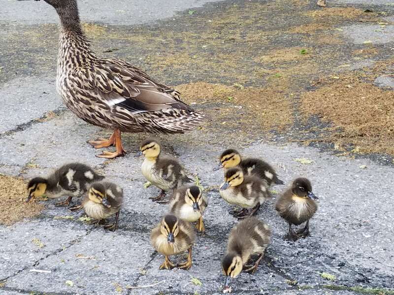 mallard ducklings. Brand new baby ducks following their mom