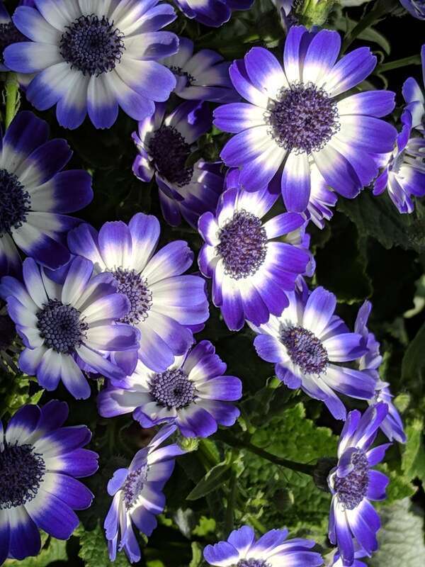 The 2019 Dutch Connection at George Eastman Museum