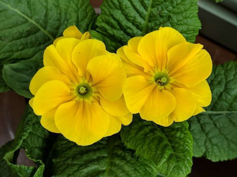 The 2019 Dutch Connection at George Eastman Museum