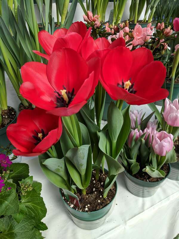 The 2019 Dutch Connection at George Eastman Museum