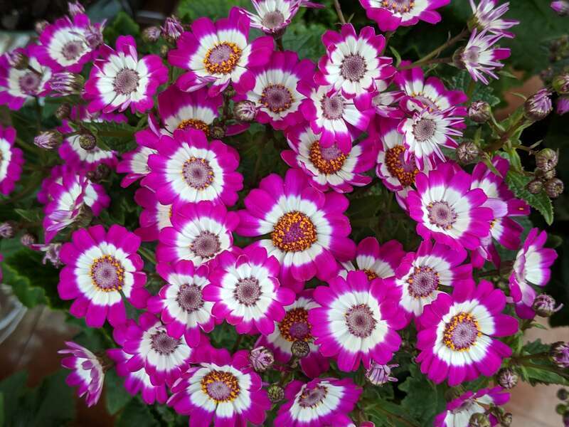 The 2019 Dutch Connection at George Eastman Museum